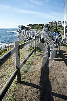 Zebra Sculptures by the Sea Bondi Beach