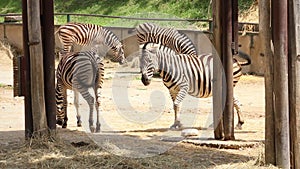 Zebra seeking shade, group of Zebras eating hay, captivity