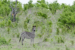 Zebra in Selous