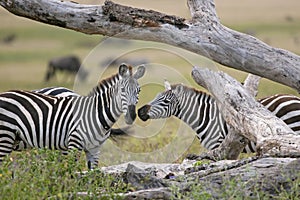 Zebra in Serengeti National Park, Tanzania