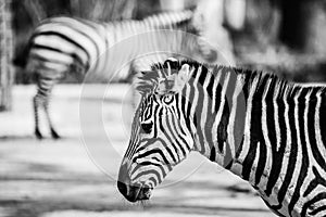 Zebra, Serengeti National Park, Tanzania, East Africa