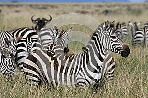 Zebra Serengeti Tanzania