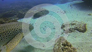 Zebra shark. Leopard shark close up. Pelagic carpet shark swimming. POV shot