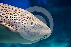Zebra shark or Leopard shark Stegostoma fasciatum profile close-up under sea water