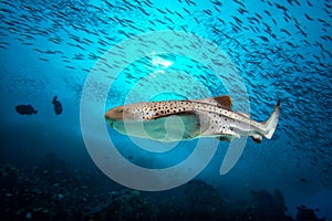 Zebra shark portrait on deep blue ocean