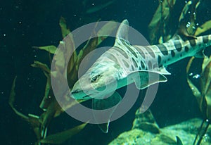 Zebra shark, Stegostoma fasciatum