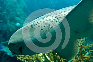 Zebra shark, Stegostoma fasciatum