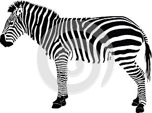 Zebra silhouette