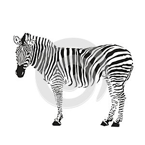Zebra silhouette