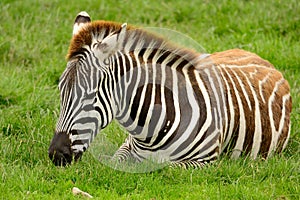 Zebra sitting on the grass