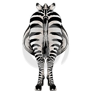 Zebra sketch vector graphics