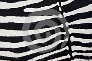 Zebra skin