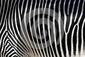 Zebra Skin img