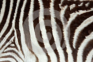 Zebra skin