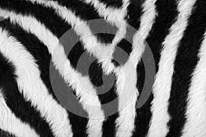 Zebra skin