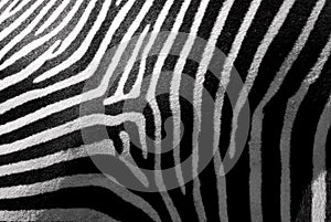 Zebra skin