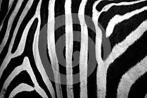 Zebra skin img