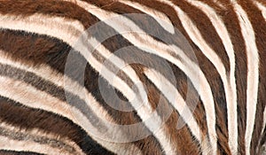 Zebra skin
