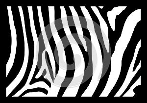 Zebra skin