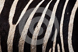 Zebra skin in Ngorongoro crater