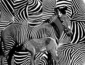 Zebra skin pattern. photo