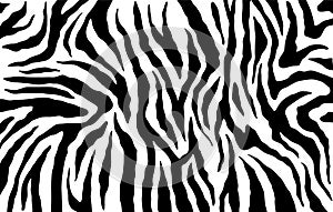 Zebra skin, stripes pattern. Animal print. Black and white background. Vector texture.