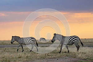 Zebra sky