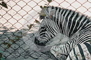 Zebra sleeping relaxing in hot weather