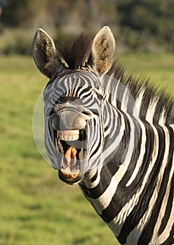 Zebra smile.