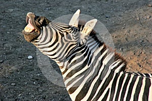 Zebra