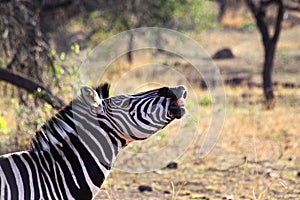 Zebra smiling