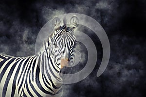 Zebra in smoke