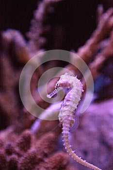 Zebra-snout seahorse Hippocampus barbouri