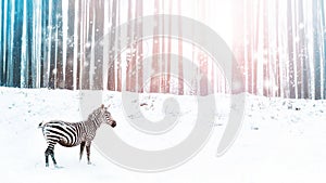 Zebra in a snowy forest. Fantastic fabulous image. Winter dreamland. ÃÂ¡onceptual striped image in pink and blue color