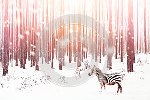 Zebra in a snowy forest. Fantastic fabulous image. Winter dreamland. ÃÂÃÂ¡onceptual striped image in pink color photo