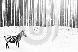 Zebra in a snowy forest. Fantastic fabulous image. Winter dreamland. ÃÂ¡onceptual striped monochrome image