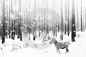 Zebra in a snowy forest. Fantastic fabulous image. Winter dreamland. ÃÂ¡onceptual striped monochrome image. Wallpaper.