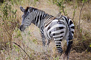 A zebra with some birds on the back