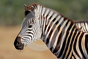 Zebra, South Africa