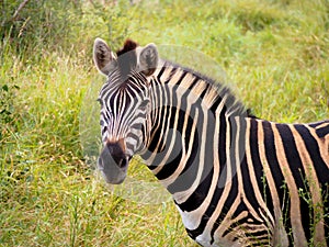 The zebra in South Africa
