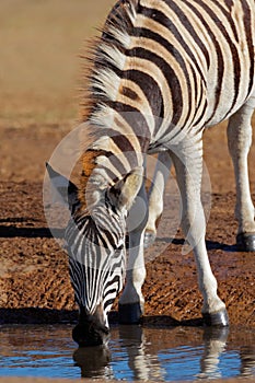 Zebra, SOuth Africa