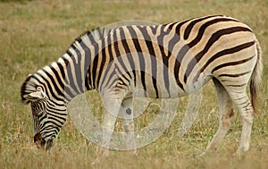 Zebra in South Africa