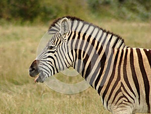 Zebra in South Africa