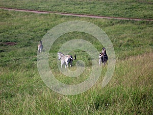 Zebra in South Africa