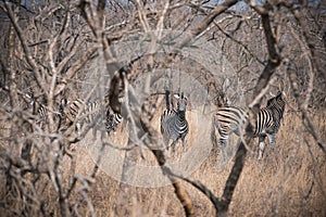 Zebra in South Africa`s Kruger National Park