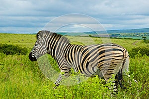 Zebra, South Africa