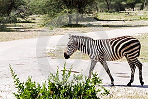 Zebra species in Natural Park, Tanzania