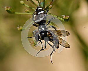 Zebra Spider Salticus scenicus, has just caught a fly