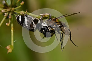 Zebra Spider Salticus scenicus, has just caught a fly