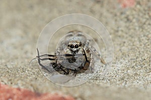 Zebra spider (Salticus scenicus) with prey